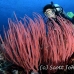 whip_sea_cr_gll_h_0332_kom0741.jpg